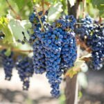 purple-grapes-vineyard-napa-valley-napa-vineyard-45209-45209-scaled-1.jpg